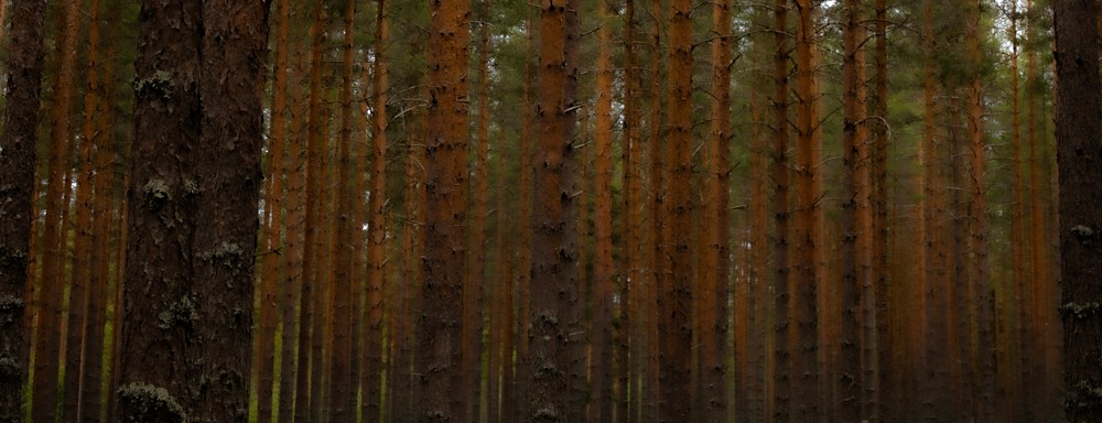 Skogspromenaden 3,7 km